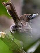 Southern Shrikebill