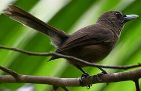 Southern Shrikebill