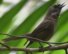 Southern Shrikebill