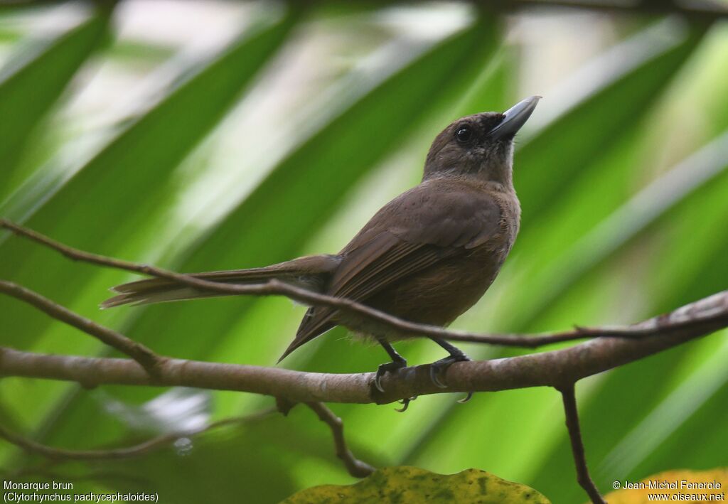 Southern Shrikebill