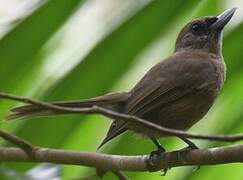 Southern Shrikebill