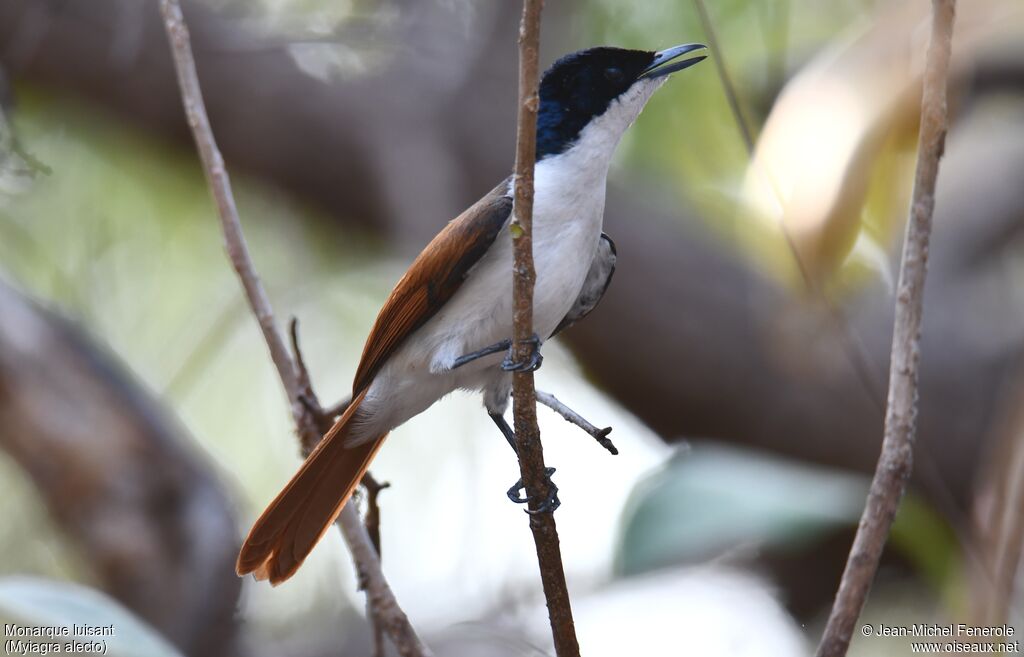 Shining Flycatcher female