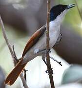 Shining Flycatcher