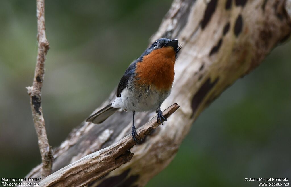 Melanesian Flycatcher female