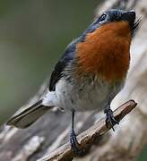 Melanesian Flycatcher