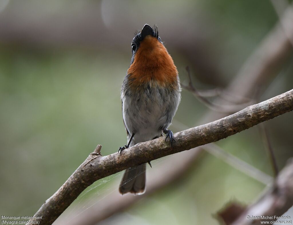 Melanesian Flycatcher