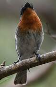 Melanesian Flycatcher