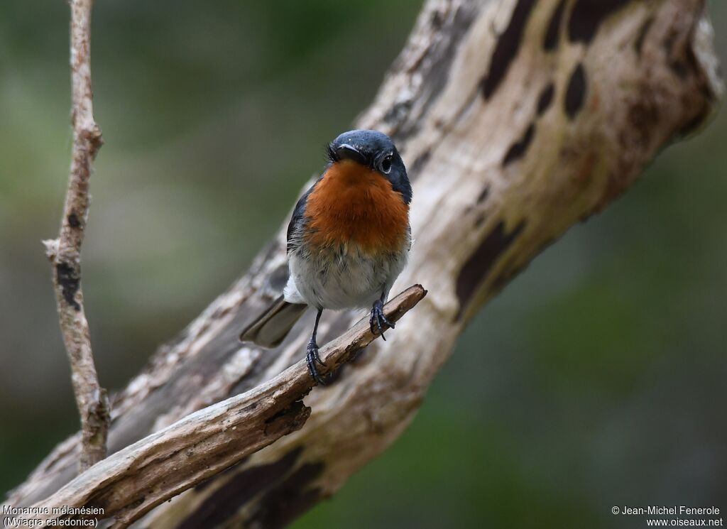 Melanesian Flycatcher