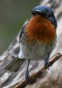 Melanesian Flycatcher