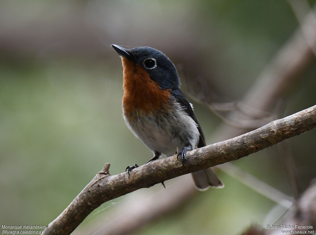 Melanesian Flycatcher