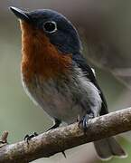 Melanesian Flycatcher