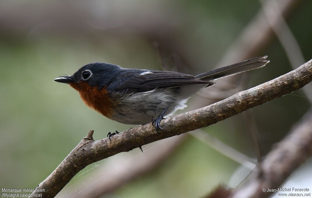 Melanesian Flycatcher