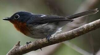 Melanesian Flycatcher