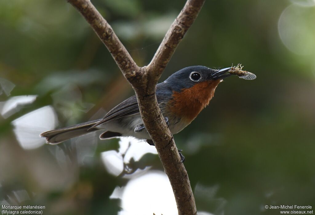 Melanesian Flycatcher