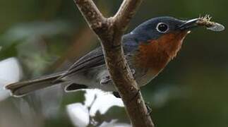 Melanesian Flycatcher