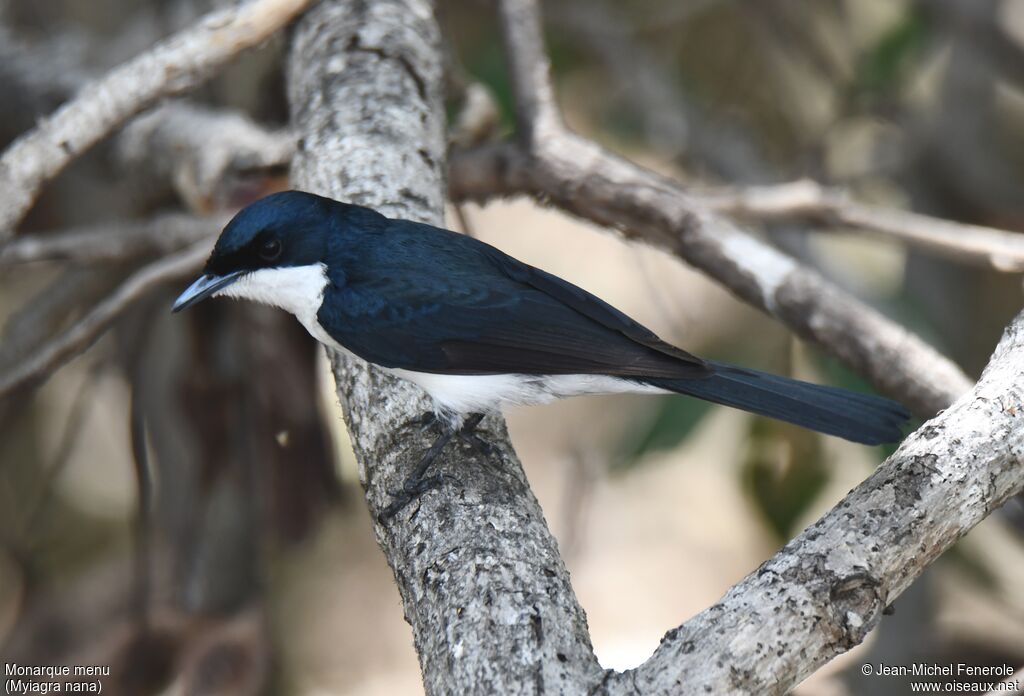 Paperbark Flycatcher