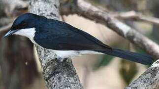 Paperbark Flycatcher