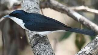 Paperbark Flycatcher