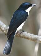 Paperbark Flycatcher