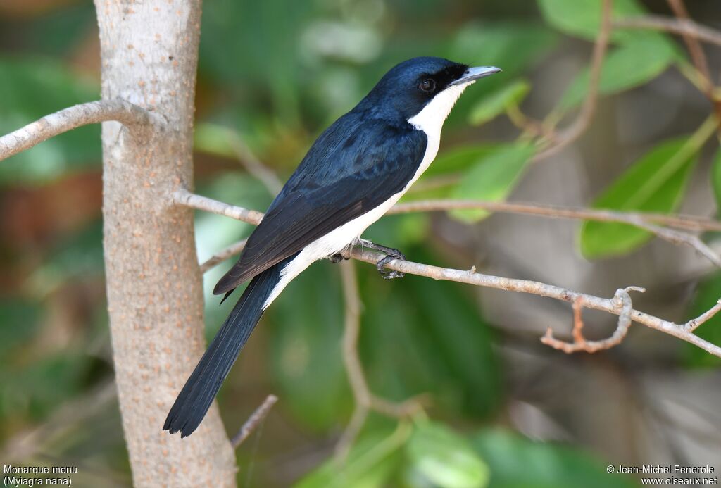 Paperbark Flycatcher