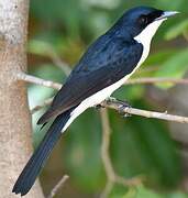 Paperbark Flycatcher