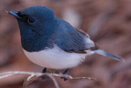 Leaden Flycatcher