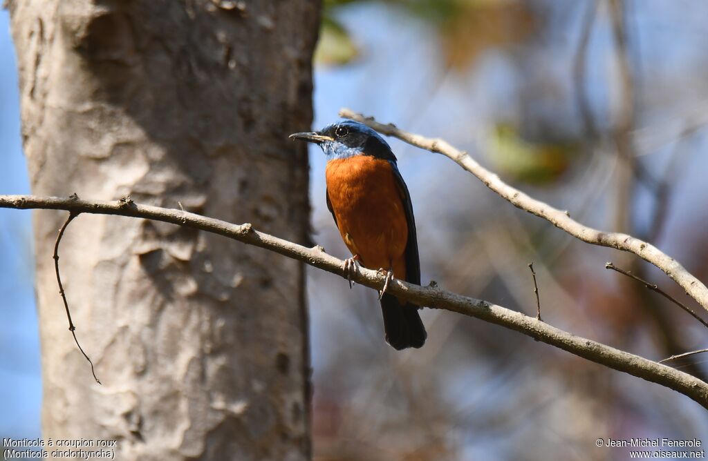 Blue-capped Rock Thrush