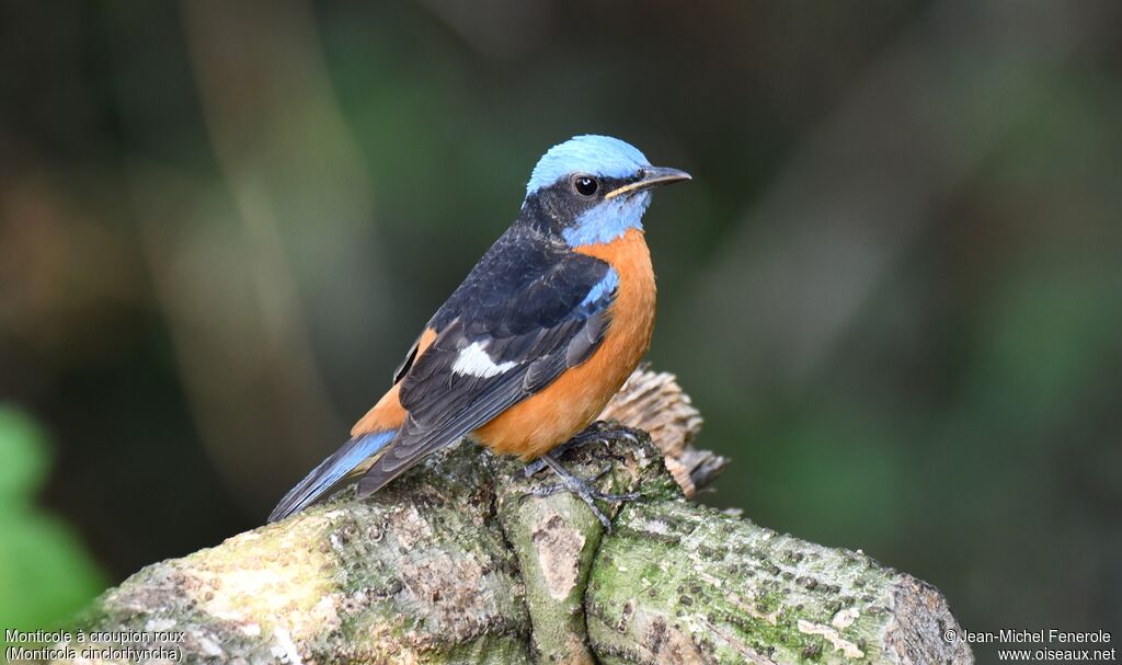 Blue-capped Rock Thrush