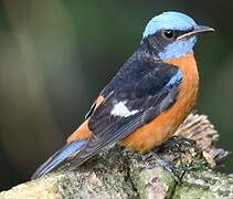 Blue-capped Rock Thrush