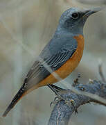 Short-toed Rock Thrush