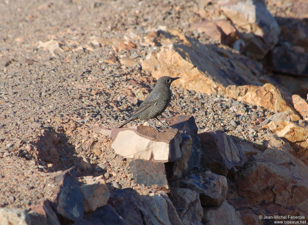 Blue Rock Thrush female adult