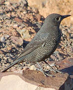 Blue Rock Thrush