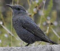 Blue Rock Thrush