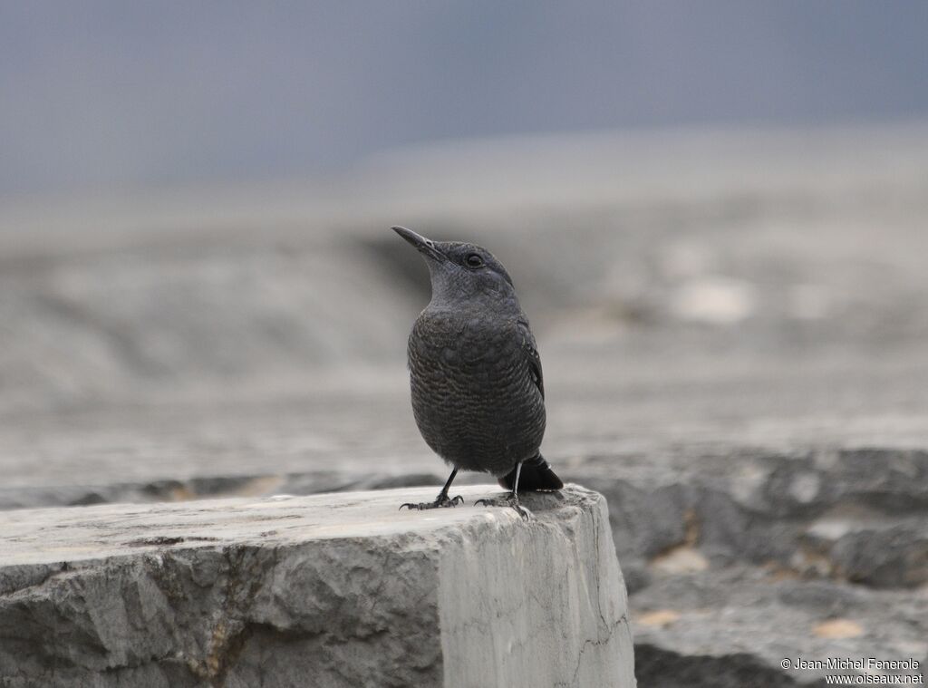 Blue Rock Thrush