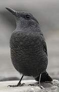 Blue Rock Thrush