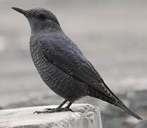 Blue Rock Thrush