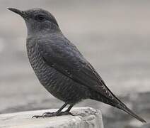 Blue Rock Thrush