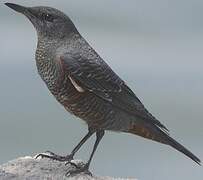 Blue Rock Thrush