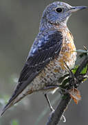 Common Rock Thrush