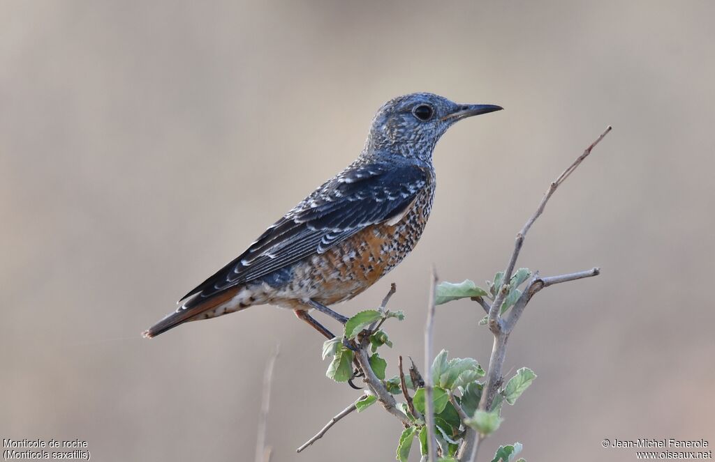 Common Rock Thrush