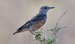 Common Rock Thrush