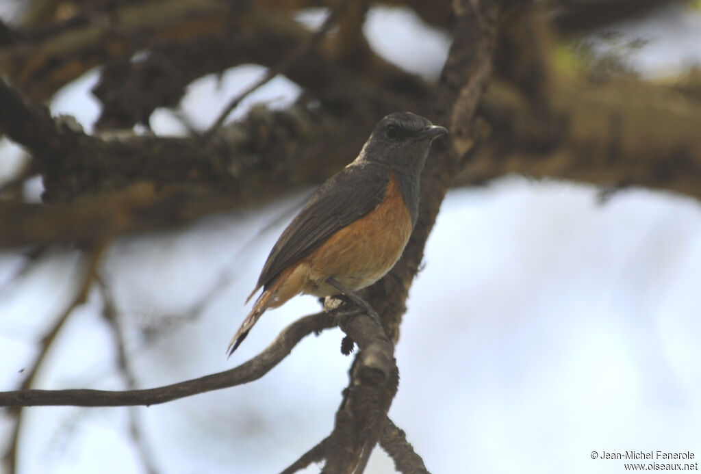 Little Rock Thrush