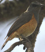 Little Rock Thrush