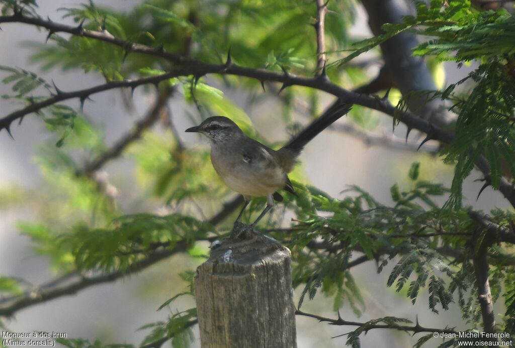 Brown-backed Mockingbird