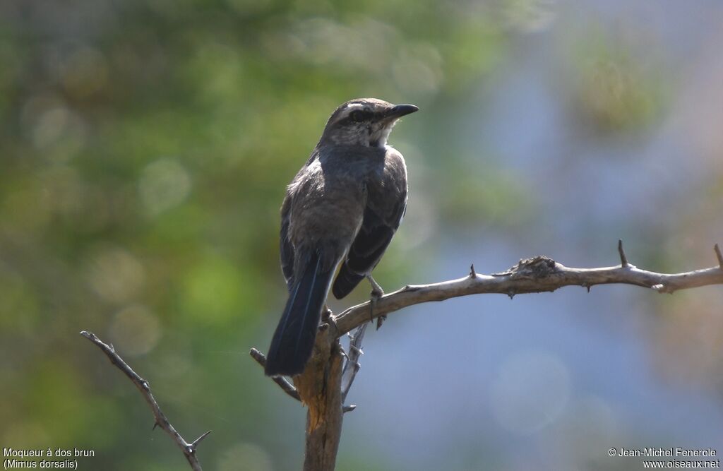 Brown-backed Mockingbird