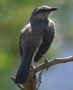 Brown-backed Mockingbird