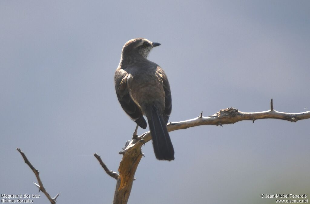 Brown-backed Mockingbird