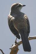 Brown-backed Mockingbird