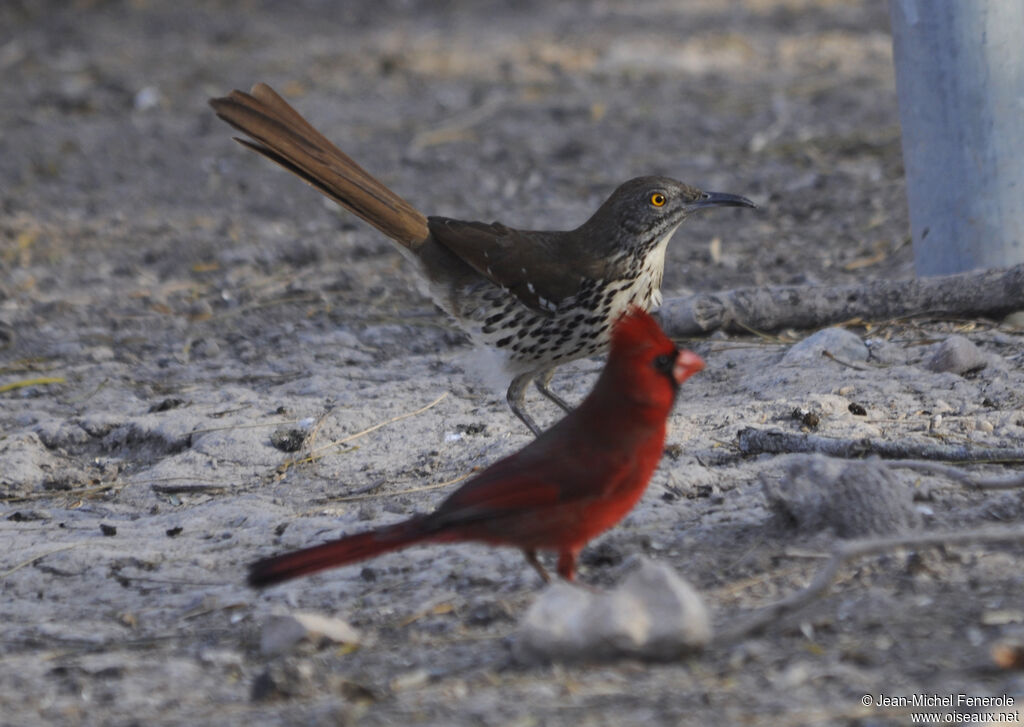 Long-billed Thrasher