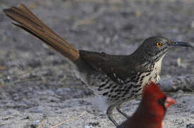 Long-billed Thrasher